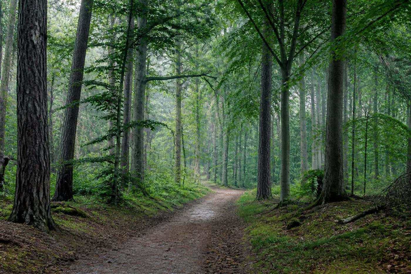 Сосновый лес Darßwald на полуострове Дарс