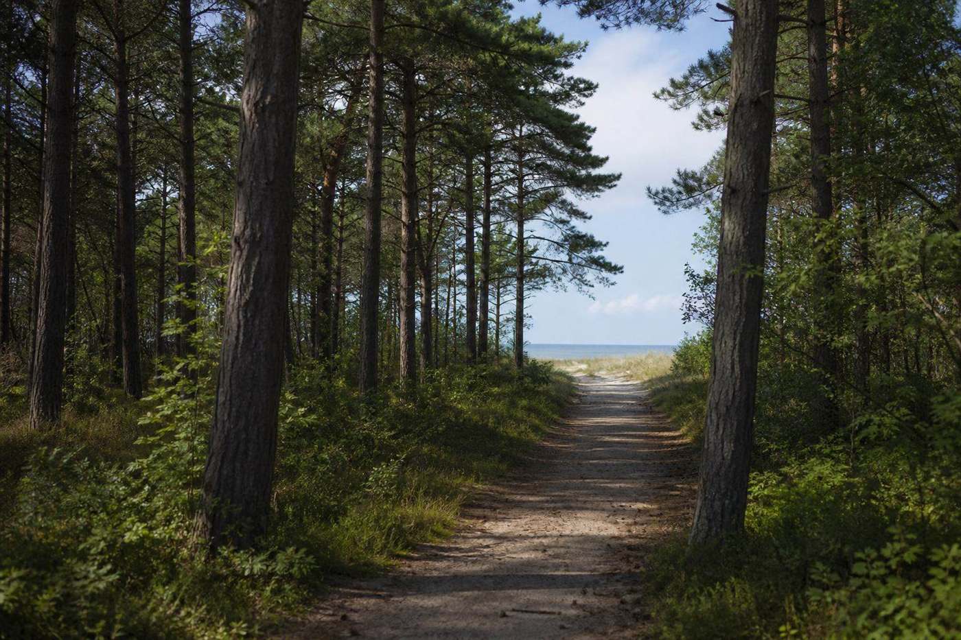 Велосипедная дорога через сосновый лес Darßwald