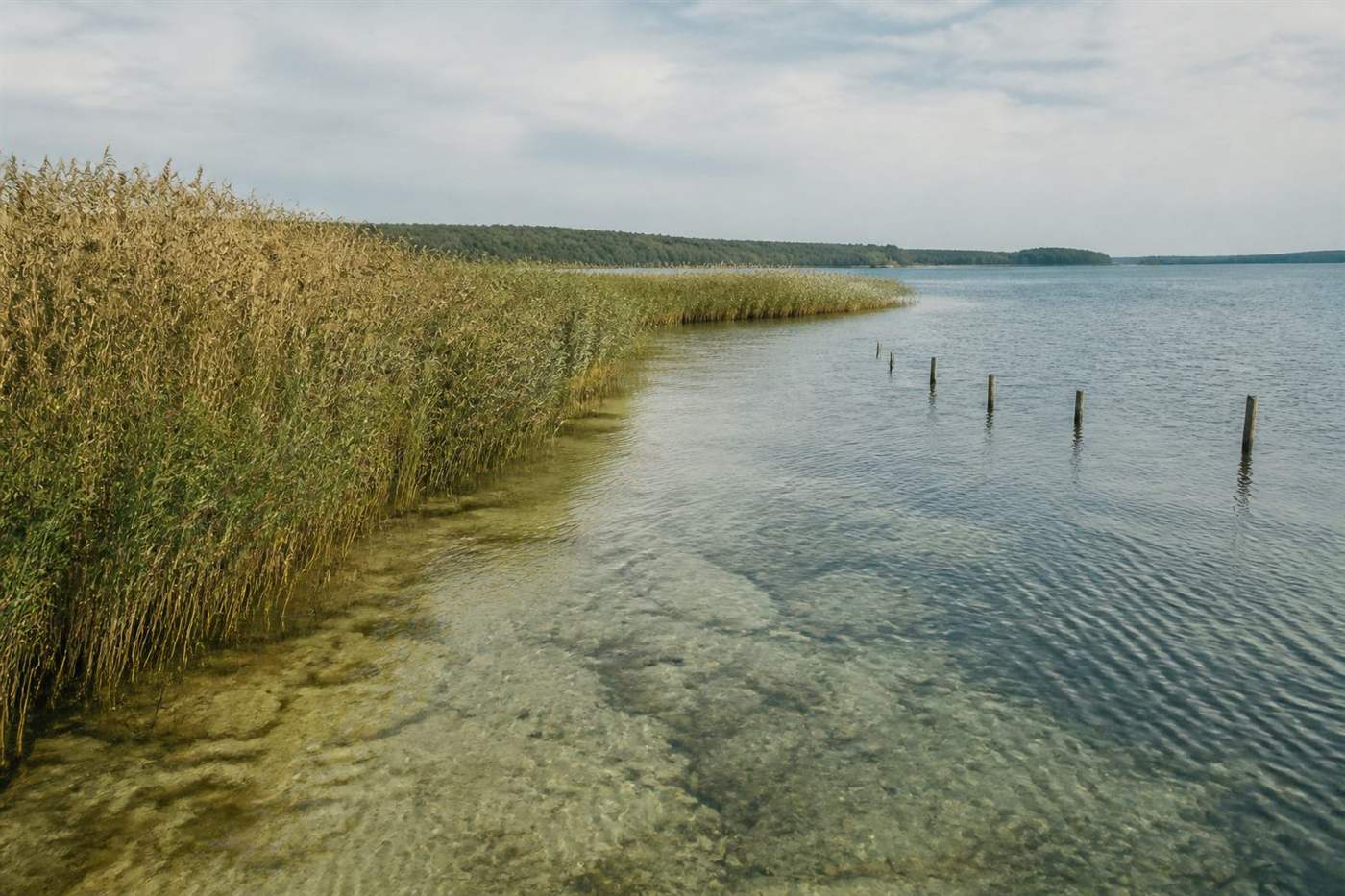 Тростниковый берег и спокойная вода Bodden